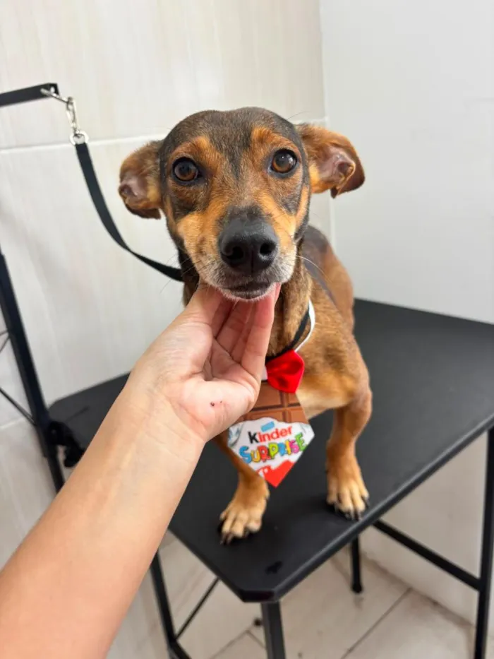 Cachorro raça SRD-ViraLata idade 3 anos nome Léo
