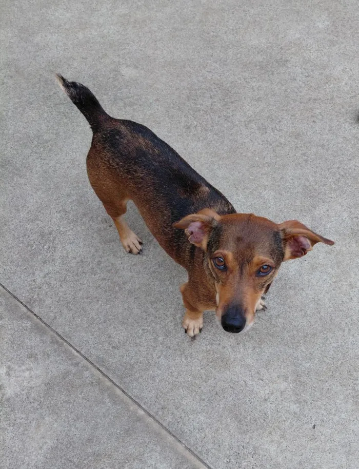 Cachorro raça SRD-ViraLata idade 3 anos nome Léo