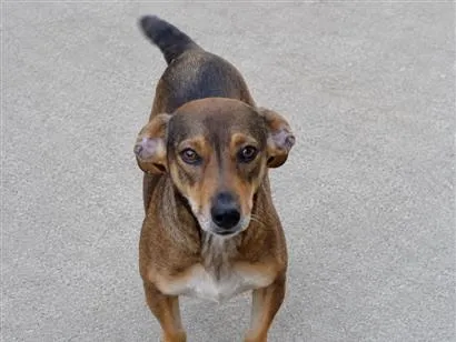 Cachorro raça SRD-ViraLata idade 3 anos nome Léo