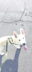 Apollo