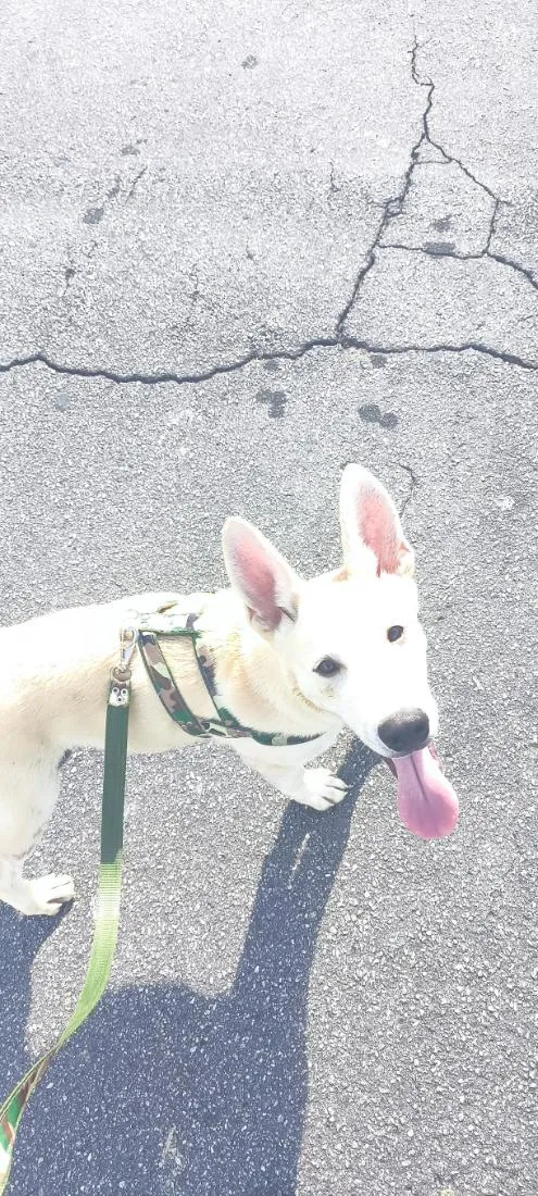 Cachorro raça SRD-ViraLata idade 7 a 11 meses nome Apollo