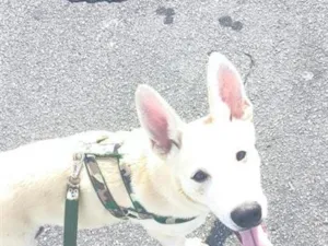 Cachorro raça SRD-ViraLata idade 7 a 11 meses nome Apollo