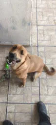Bolinha