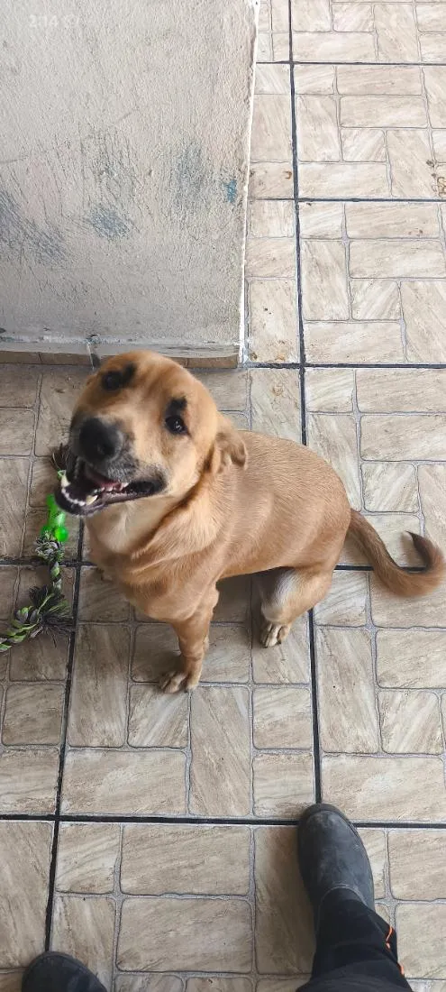 Cachorro raça SRD-ViraLata idade 1 ano nome Bolinha