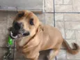 Bolinha