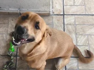 Cachorro raça SRD-ViraLata idade 1 ano nome Bolinha