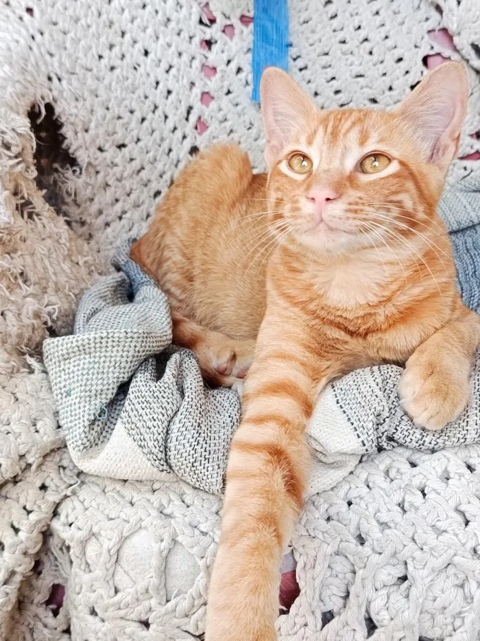 Gato raça SRD-ViraLata idade 7 a 11 meses nome Fubá w