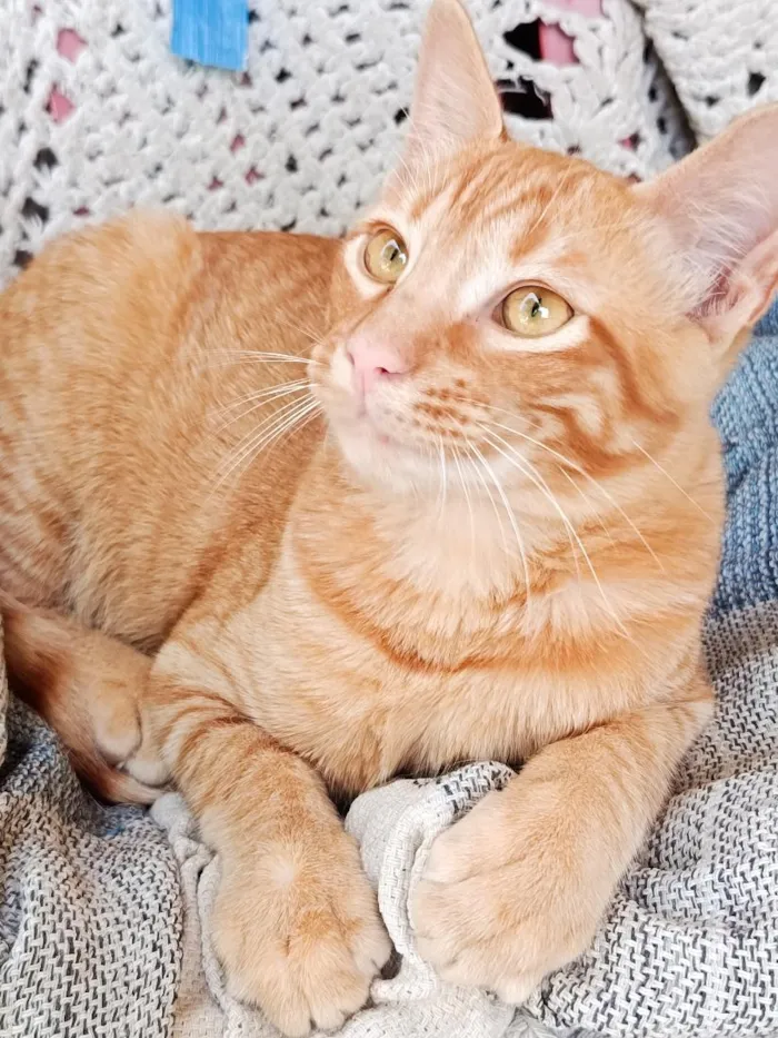 Gato raça SRD-ViraLata idade 7 a 11 meses nome Fubá w