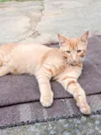 Fubá w
