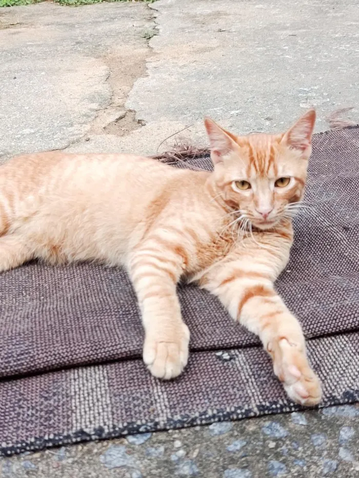 Gato raça SRD-ViraLata idade 7 a 11 meses nome Fubá w