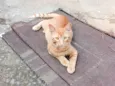 Fubá w
