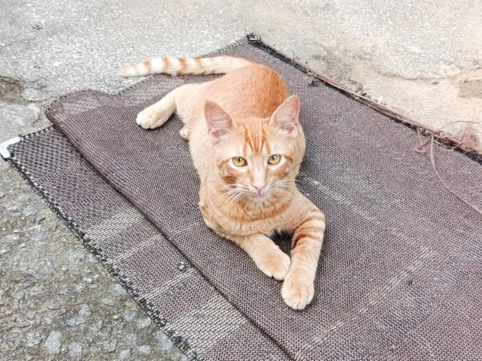 Gato raça SRD-ViraLata idade 7 a 11 meses nome Fubá w