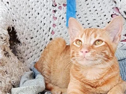 Gato raça SRD-ViraLata idade 7 a 11 meses nome Fubá w