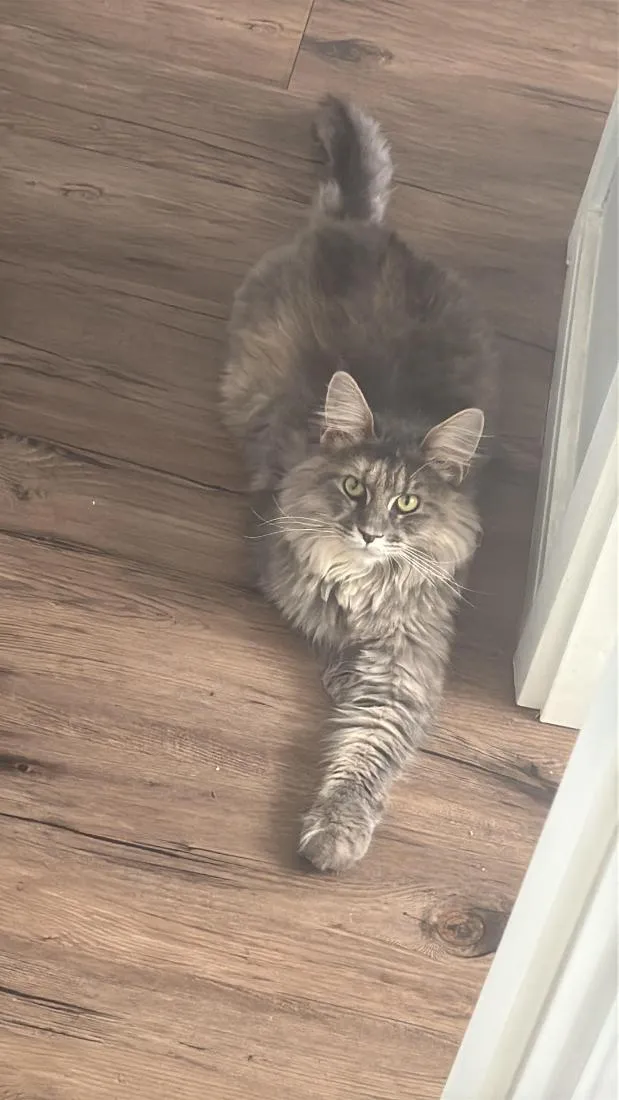 Gato raça Maine Coon idade 1 ano nome Shadow Moon