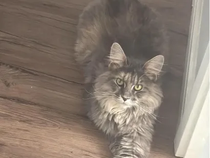 Gato raça Maine Coon idade 1 ano nome Shadow Moon
