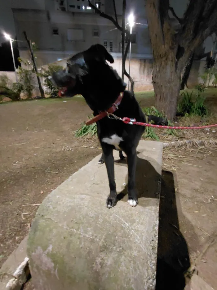 Cachorro raça SRD-ViraLata idade 3 anos nome Lara