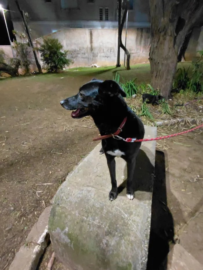 Cachorro raça SRD-ViraLata idade 3 anos nome Lara
