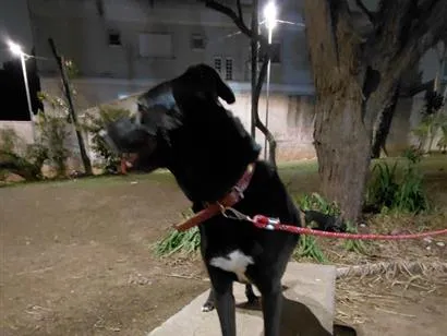 Cachorro raça SRD-ViraLata idade 3 anos nome Lara