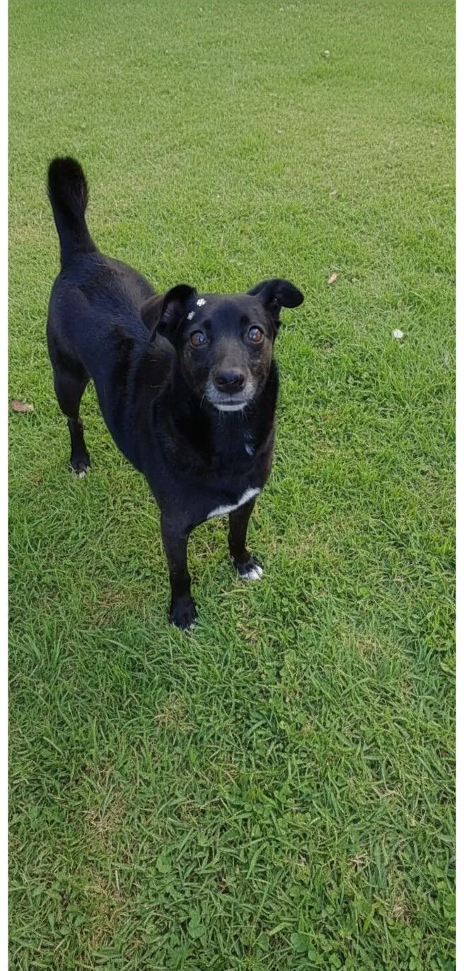 Cachorro raça SRD-ViraLata idade 3 anos nome Lara