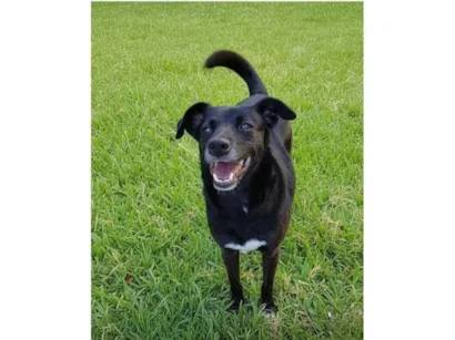 Cachorro raça SRD-ViraLata idade 3 anos nome Lara