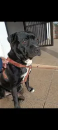 Brutus