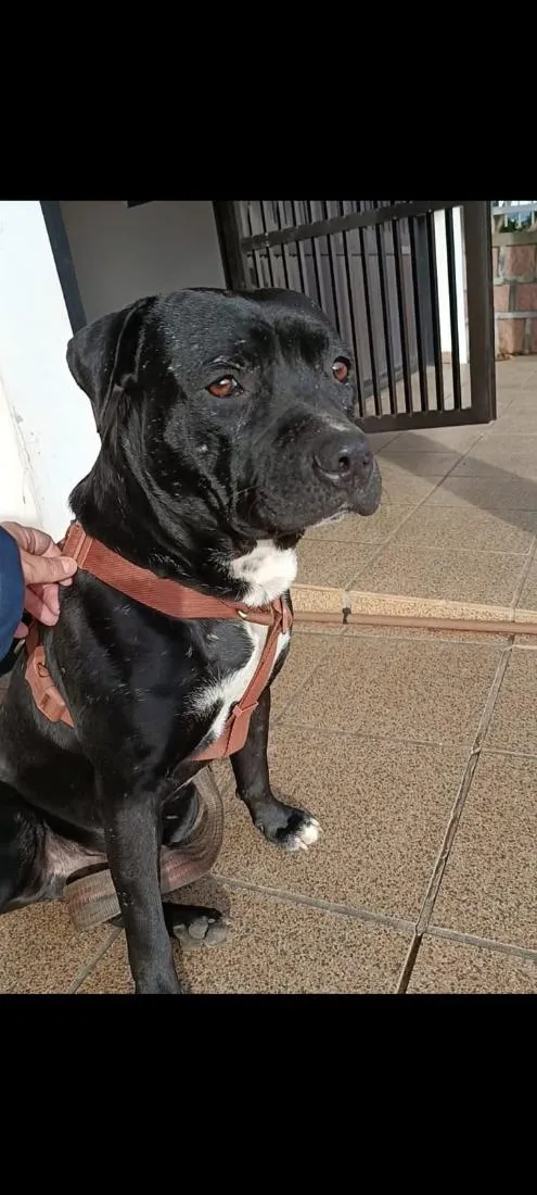 Cachorro raça Pit-Bull idade 1 ano nome Brutus