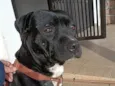 Brutus