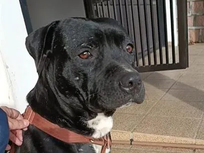 Cachorro raça Pit-Bull idade 1 ano nome Brutus