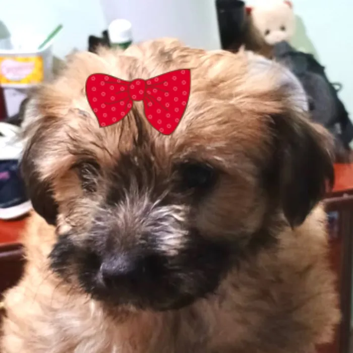 Cachorro raça SRD-ViraLata idade 2 a 6 meses nome Amora 