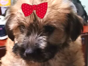 Cachorro raça SRD-ViraLata idade 2 a 6 meses nome Amora 