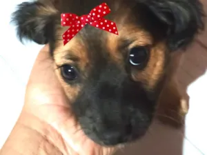Cachorro raça SRD-ViraLata idade 2 a 6 meses nome Lili 