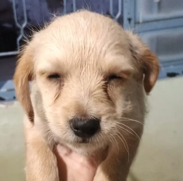 Cachorro raça SRD-ViraLata idade 2 a 6 meses nome Marley 