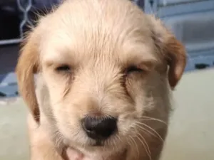 Cachorro raça SRD-ViraLata idade 2 a 6 meses nome Marley 