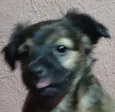 Rex 