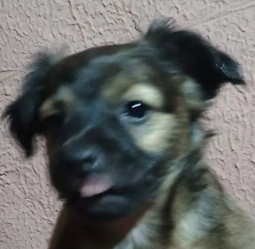 Cachorro raça SRD-ViraLata idade 2 a 6 meses nome Rex 
