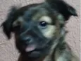 Rex 