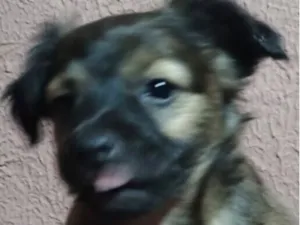 Cachorro raça SRD-ViraLata idade 2 a 6 meses nome Rex 