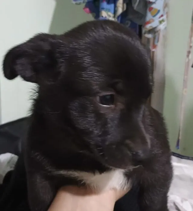 Cachorro raça SRD-ViraLata idade 2 a 6 meses nome Zeus 