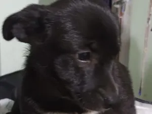 Cachorro raça SRD-ViraLata idade 2 a 6 meses nome Zeus 