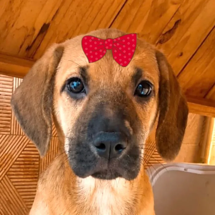 Cachorro raça SRD-ViraLata idade 2 a 6 meses nome Mabel 
