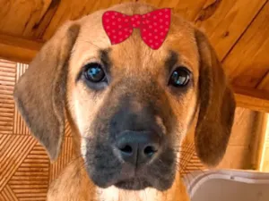 Cachorro raça SRD-ViraLata idade 2 a 6 meses nome Mabel 