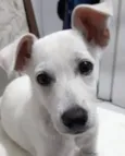 Apolo 