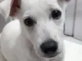 Apolo 
