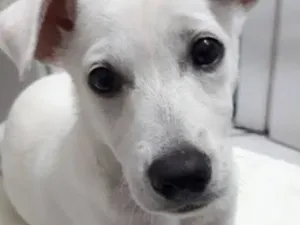 Cachorro raça SRD-ViraLata idade 2 a 6 meses nome Apolo 