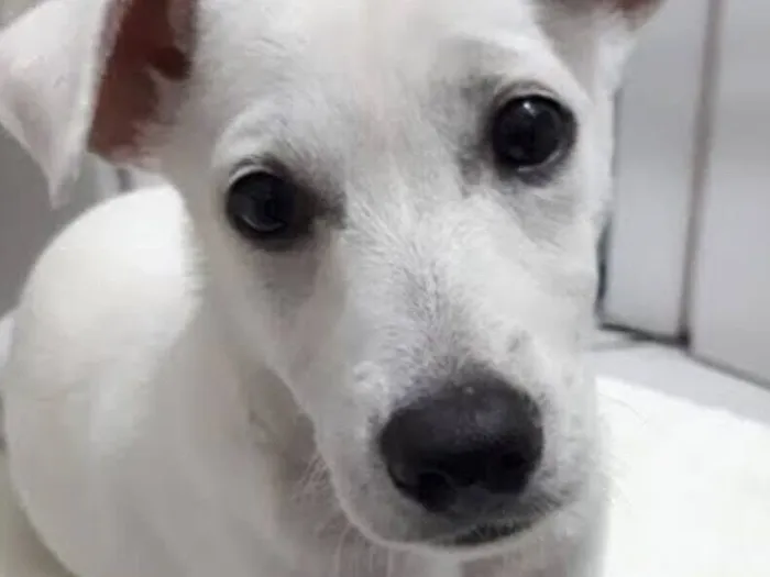 Cachorro raça SRD-ViraLata idade 2 a 6 meses nome Apolo 