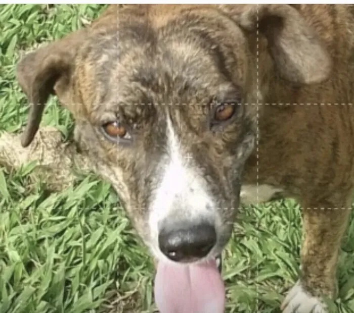 Cachorro raça SRD-ViraLata idade 1 ano nome Tigresa 