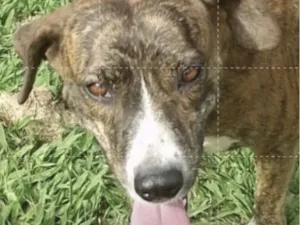 Cachorro raça SRD-ViraLata idade 1 ano nome Tigresa 