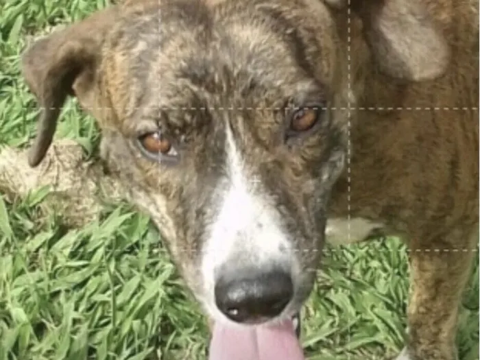 Cachorro raça SRD-ViraLata idade 1 ano nome Tigresa 