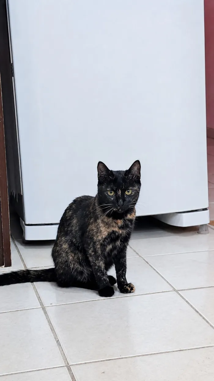 Gato raça SRD-ViraLata idade 2 a 6 meses nome gatinhas machadinhas
