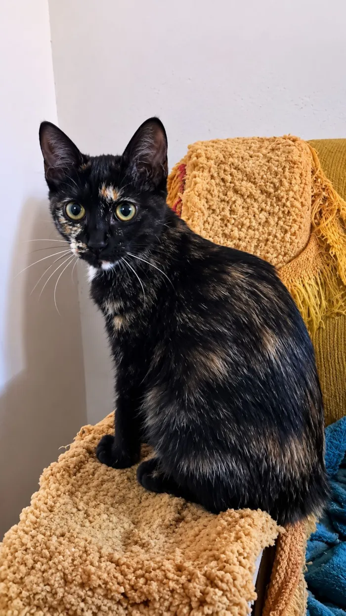 Gato raça SRD-ViraLata idade 2 a 6 meses nome gatinhas machadinhas